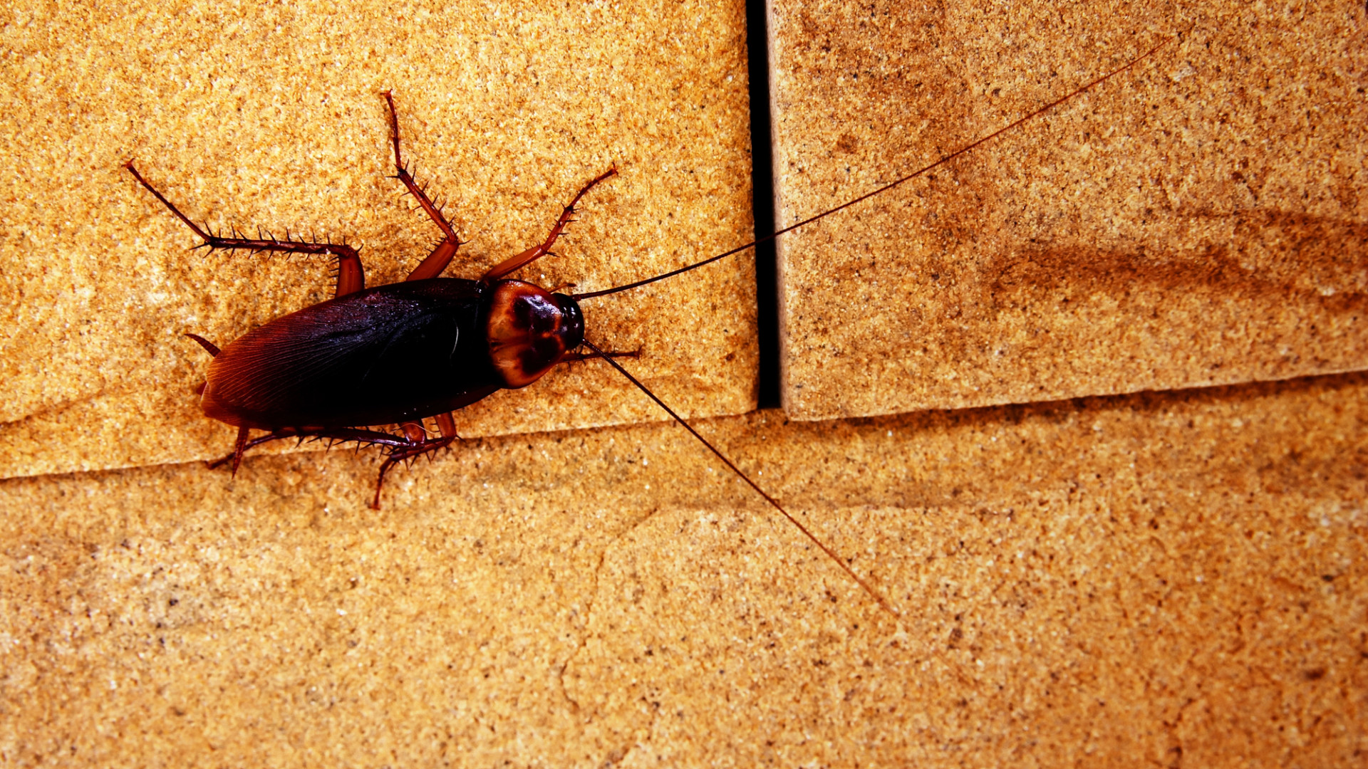 Студентки “вынуждены переодеваться вместе с тараканами“ в колледже Астаны