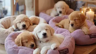 Животные, растения и мобильные телефоны - какие товары нельзя вернуть назад в магазин