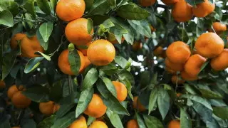 Скрытый вред мандаринов: почему их стоит есть с осторожностью