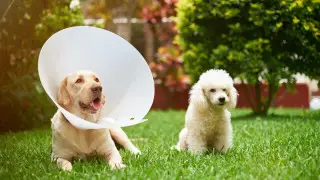 Кастрация и продолжительность жизни питомцев - мифы и реальность