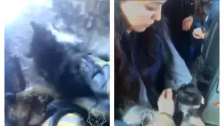 Спасатели реанимировали кошку в Актобе