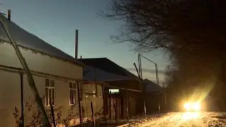 Волки и бездомные собаки атаковали село в Туркестанской области