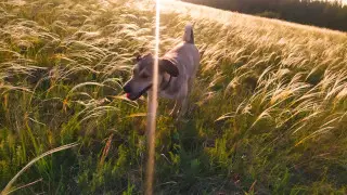 Лучший друг погиб на глазах хозяина. Трогательная история Лаки