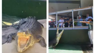 Умер крокодил из культового фильма “Крокодил Данди“