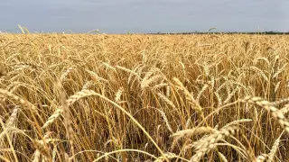 Холдинг “Байтерек“ впервые разместил ESG облигации для целей финансирования аграриев