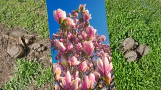 Знаменитая алматинская магнолия в этом году так и не зацвела