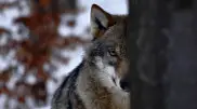 Швеция позволяет убивать 10 процентов волков в стране: зоозащитники подали жалобу в ЕС