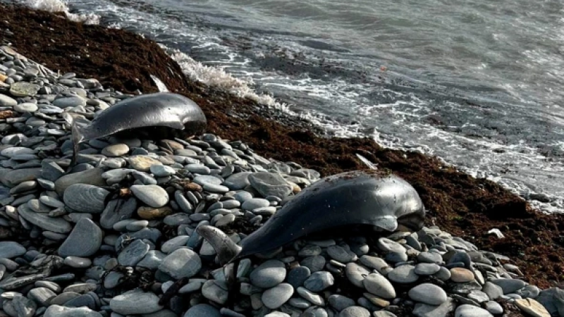 Фото: центр спасения дельфинов "Дельфа" / VK)