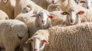 Неизвестный зверь перебил овец в Актюбинской области