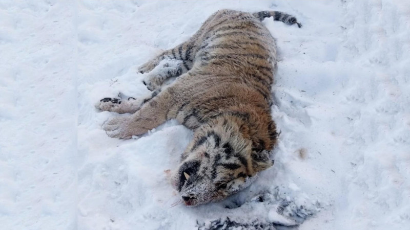 Фото: instagram.com/reporter.khv