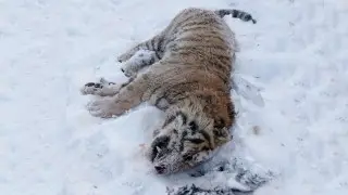 Полиция проверила видео с тигром “под Астаной“