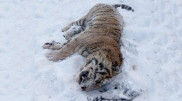 Полиция проверила видео с тигром “под Астаной“