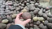В регионах Казахстана взлетела цена на картофель