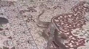 Шоу с ядовитыми змеями провели в детсаду Узбекистана