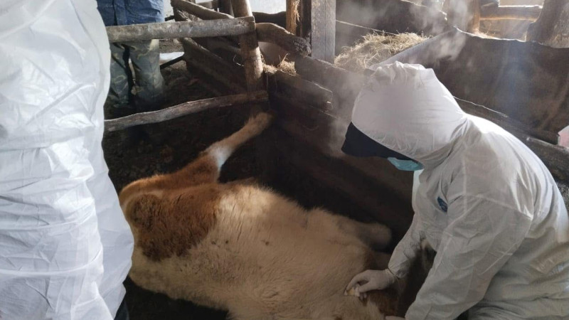 Фото инспекции ветеринарного контроля и надзора Карагандинской области