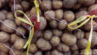 Цена на картофель взлетела в Казахстане: нарушителей привлекут