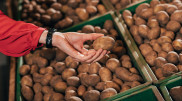 5 килограмм в одни руки: ограничение на продажу картофеля ввели в Астане