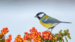 34-градусный мороз: погода в Астане на 24-26 января