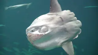 В Японии рыба-луна устроила голодовку из-за отсутствия посетителей