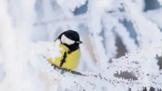 Морозы с дальнейшим понижением: погода в Астане на 6-8 февраля