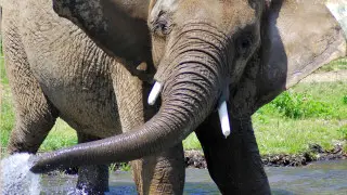 Слоненок чудом выжил после того, как его сбил скоростной поезд