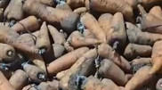 “И за 50 тенге не берут“: тонны моркови гниют на складах в северном Казахстане