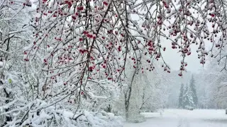 Туманы и 25-градусные морозы: погода в Казахстане на 14 февраля