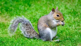 Белка выбежала на поле во время матча английской лиги: видео