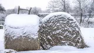Пропавшего подростка нашли мертвым на сеновале в Костанайской области