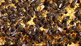 Смертельный рой: турист погиб, спасаясь от пчел в индийском форте