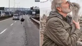 В Турции подаренный страус вернулся к хозяину - его искали три дня