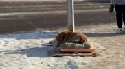 Город добрых людей: карагандинцы объединились, чтобы подарить дом бродячей собаке
