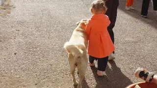 “Провожают детей в школу“: невероятную историю дружбы с собаками рассказали жители Уральска