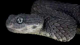 Близнецы - коралловая, Водолей - летающая: какая вы змея по знаку Зодиака