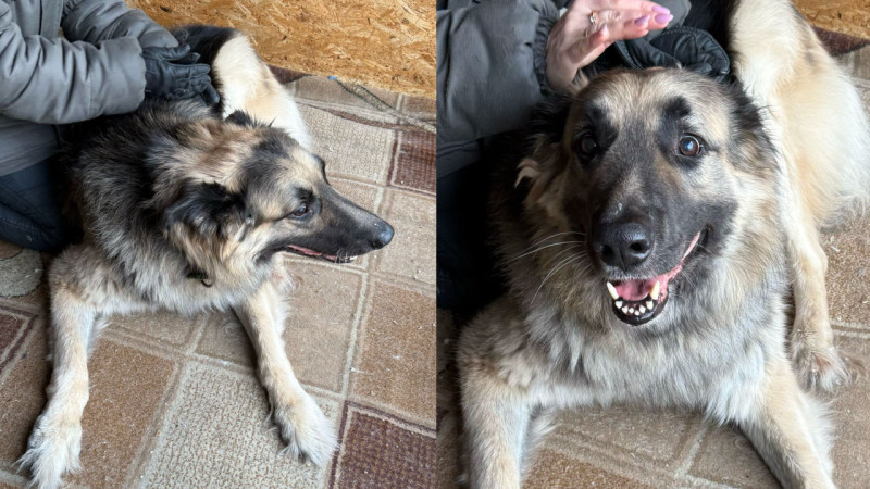 Фото предоставлено приютом Андрея Исакова