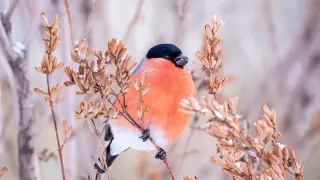 На смену метели идет мороз: погода в Астане в ближайшие дни