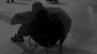 Видео с катающимся на санках бараном в Актау вызвало споры в сети