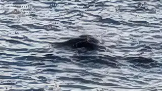 Лох-несское чудовище сняли впервые в 2025 году