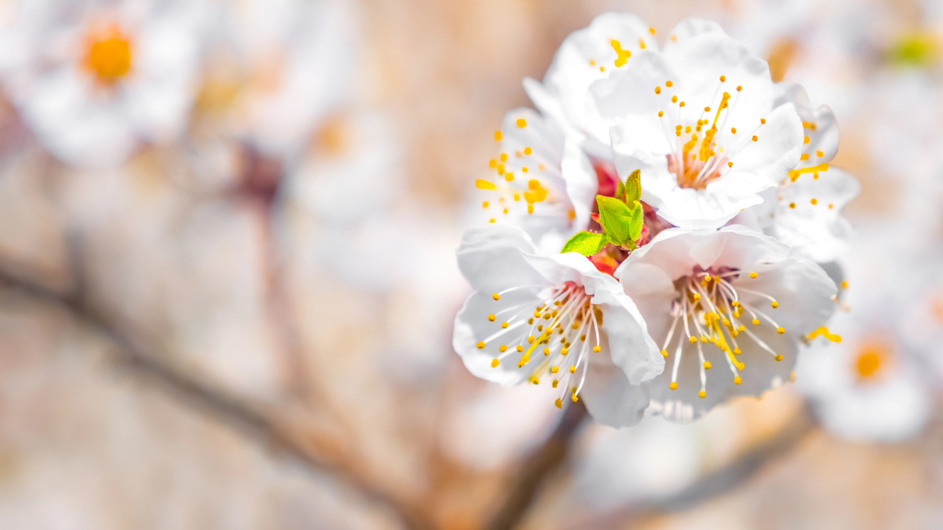 Как будут отдыхать школьники на весенних каникулах в Казахстане: календарь