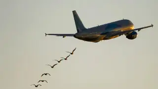 Самолет столкнулся с птицей во время полета из Фукуока до Астаны