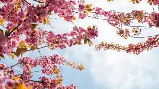 Сакура в Казахстане? Где и когда можно полюбоваться цветением в этом году