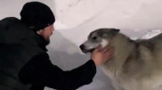 Волк или собака? Видео с загадочным животным вызвало споры