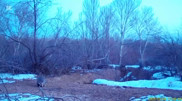Забавный барсук попал в фотоловушку в Чарынском нацпарке