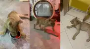 В Астане незаконно держали львенка на СТО