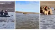 Десятки лошадей вывели из полноводной реки в Актюбинской области