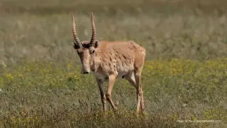 Будут ли отстреливать сайгаков в Казахстане, ответил министр