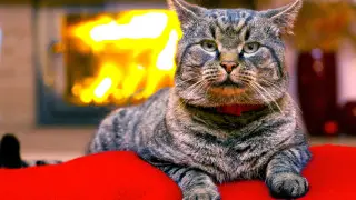 Кошка устроила пожар в квартире. Поможет ли страховка