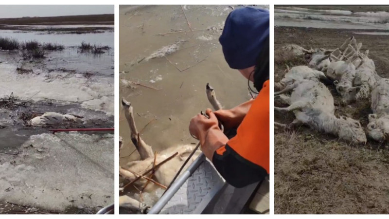 Кадры из видео: МЧС