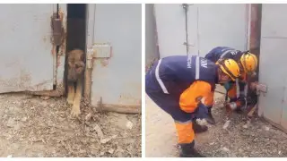 Спасатели раздвинули гаражи, чтобы спасти собаку в Кызылорде
