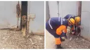 Спасатели раздвинули гаражи, чтобы спасти собаку в Кызылорде